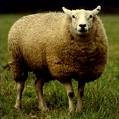 sheep photo sheep Must see V Festival action: Kasabian, Kanye and Primal Scream